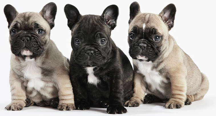 Best Dog Food For A French Bulldog Puppies Adults