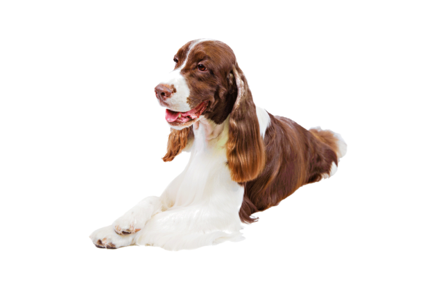 What is the Best Dog Food For an English Springer Spaniel?