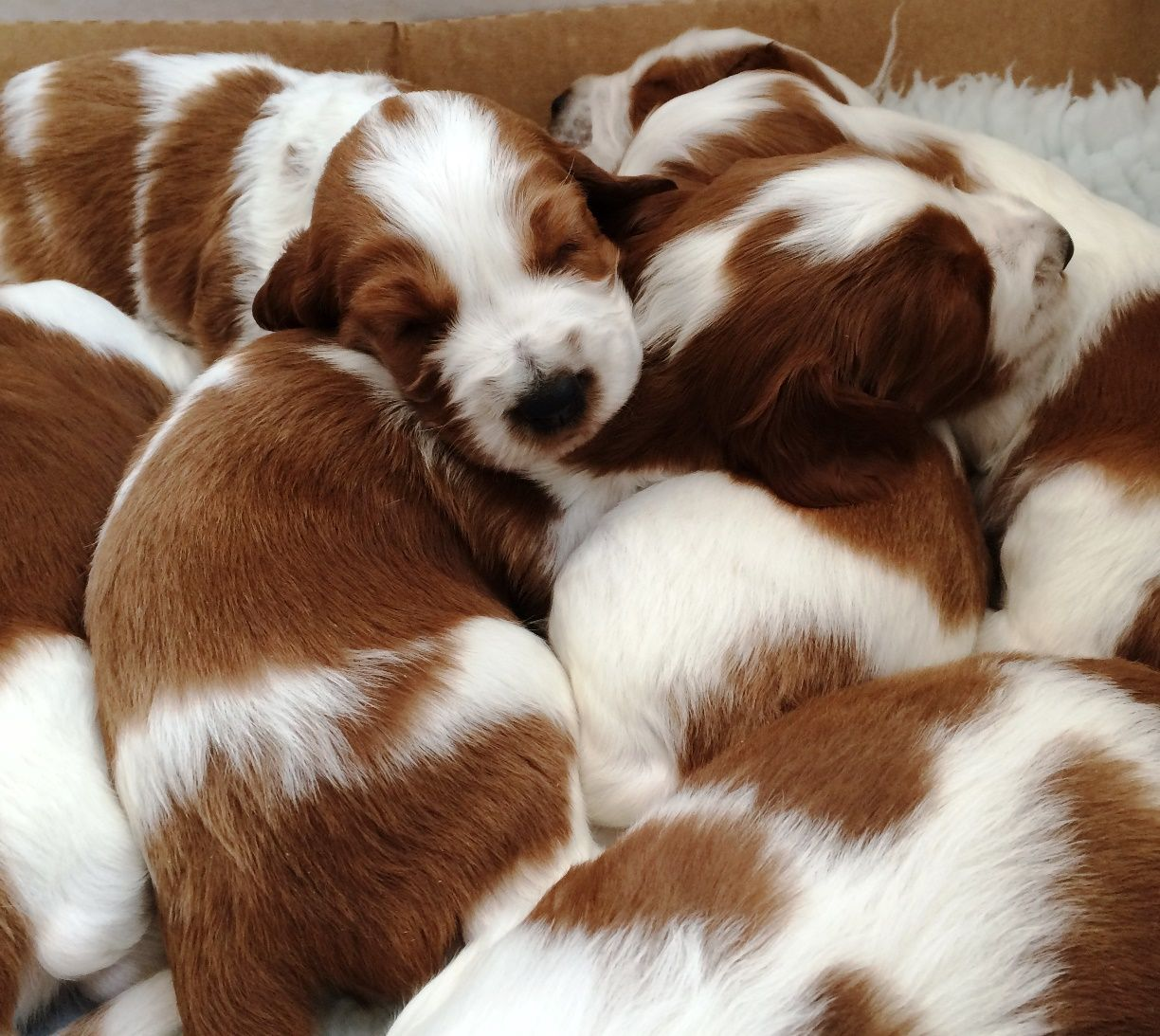 overweight springer spaniel