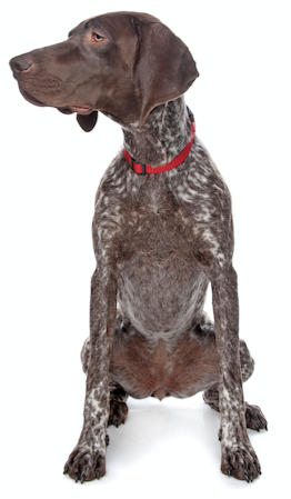 Best Dog Food for a German Shorthaired Pointer - Puppies & Seniors