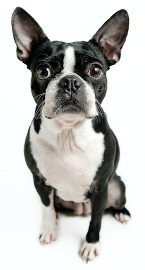 Best Dog Food For Boston Terriers | Boston Terrier | DogFood.guru