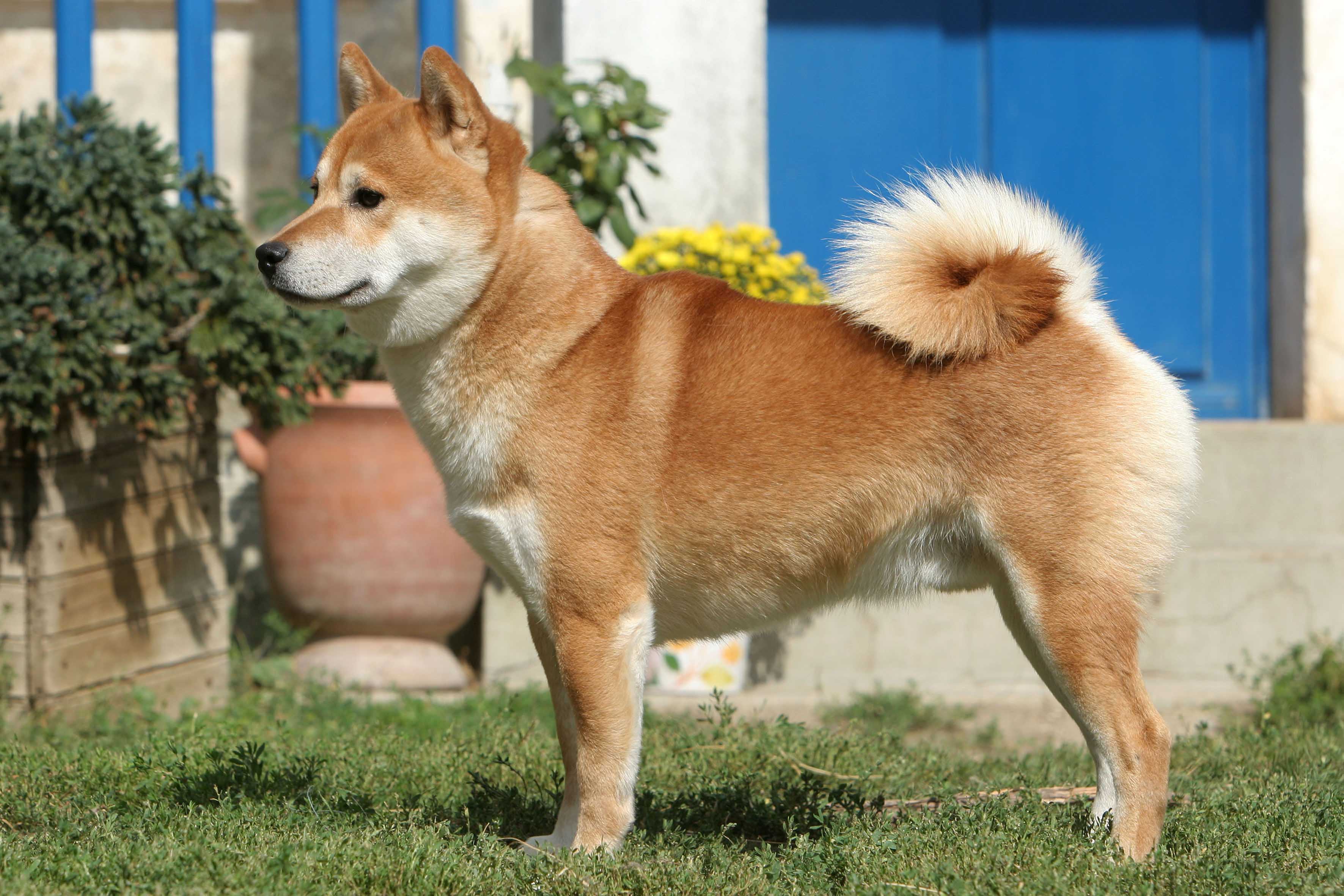chien standard Shiba Inu | Dog Food Guru