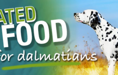 Best Dog Food for Dalmatians