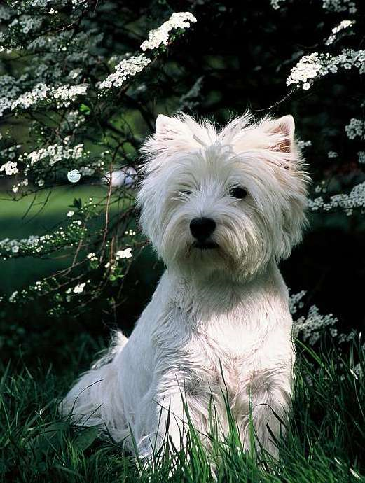 terrier highland west dog health problems