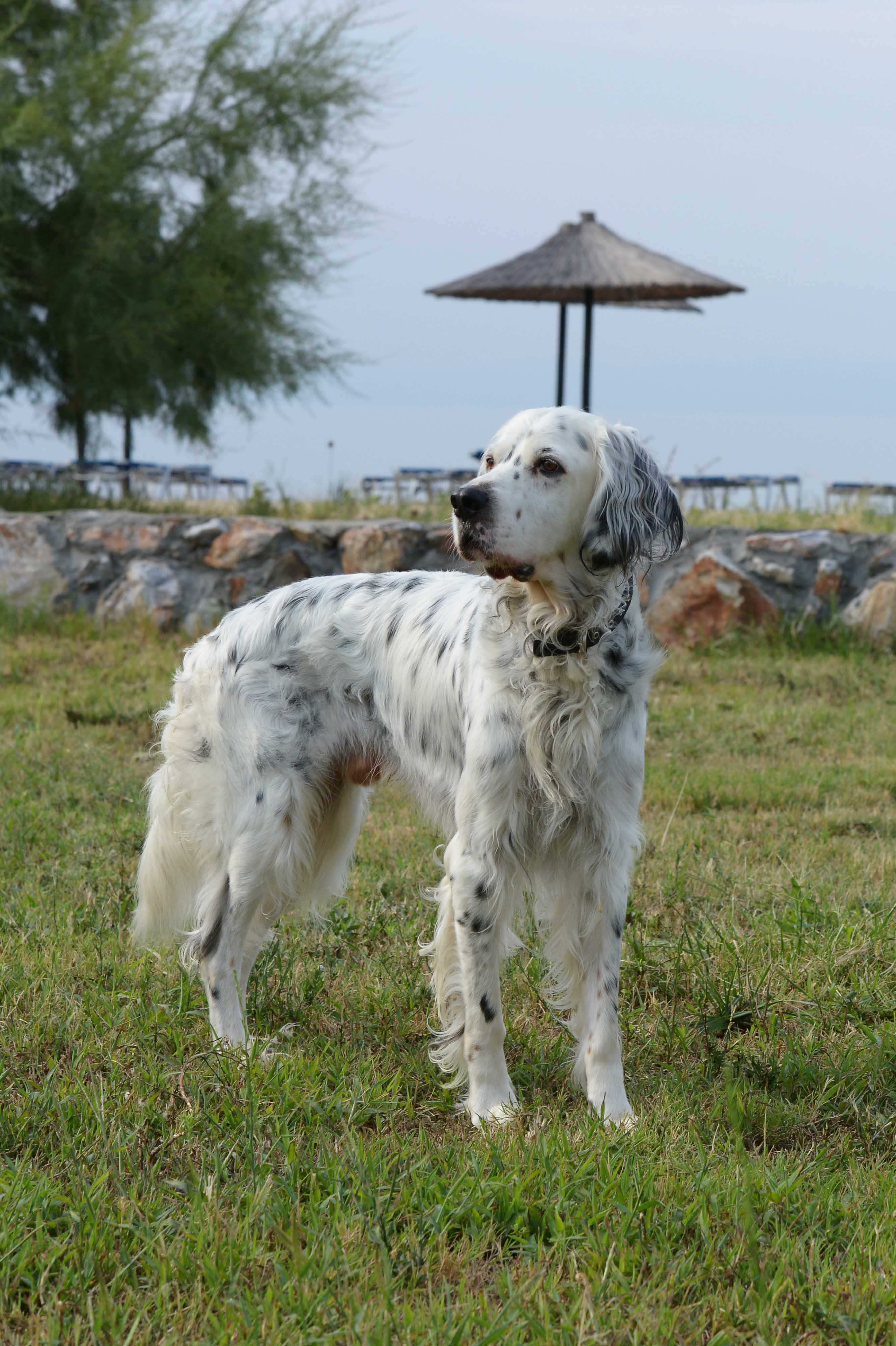 poodle english setter mix