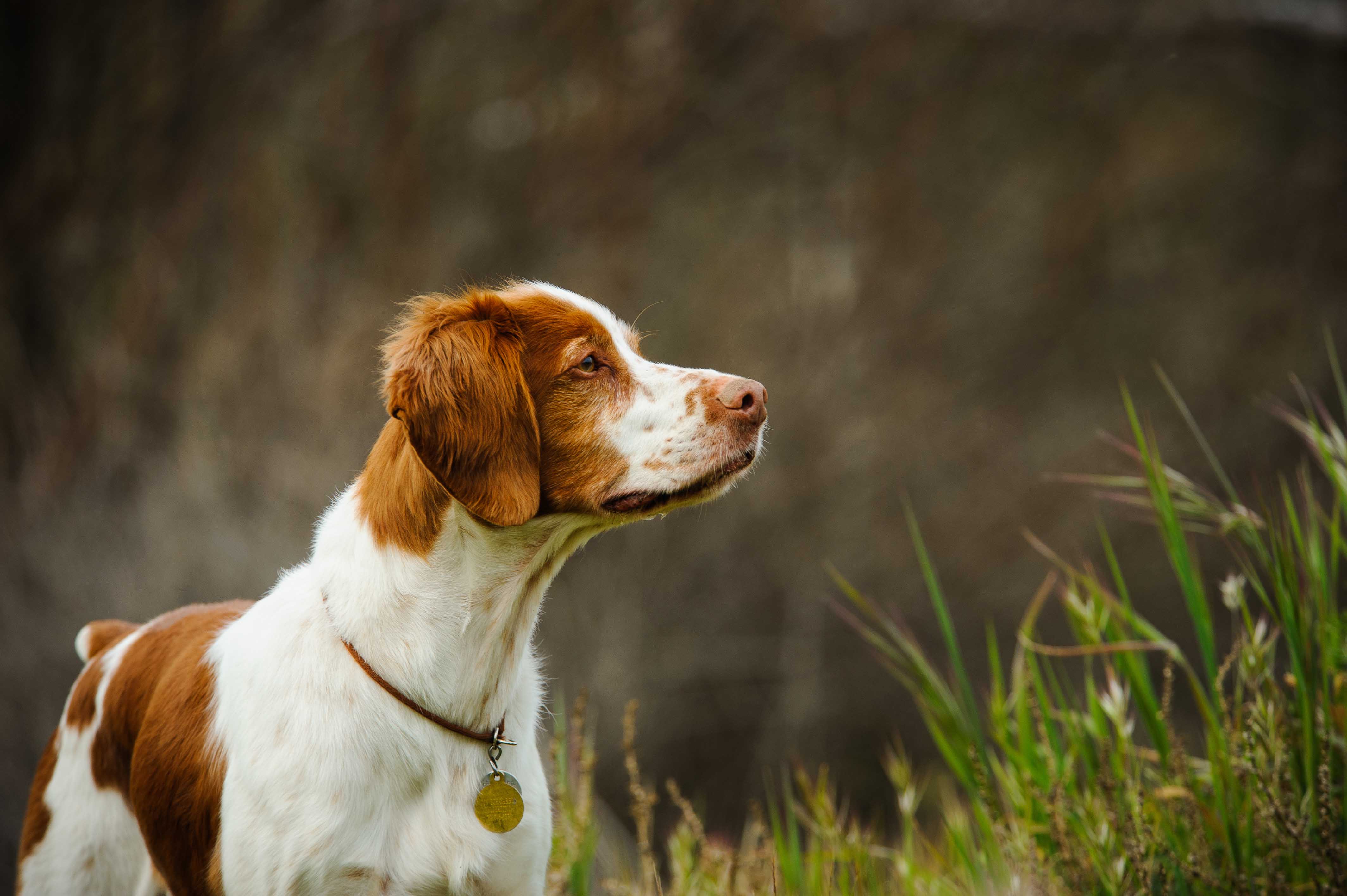 liver-and-white-brittany-spaniel-profile-care-puppy-facts-dog