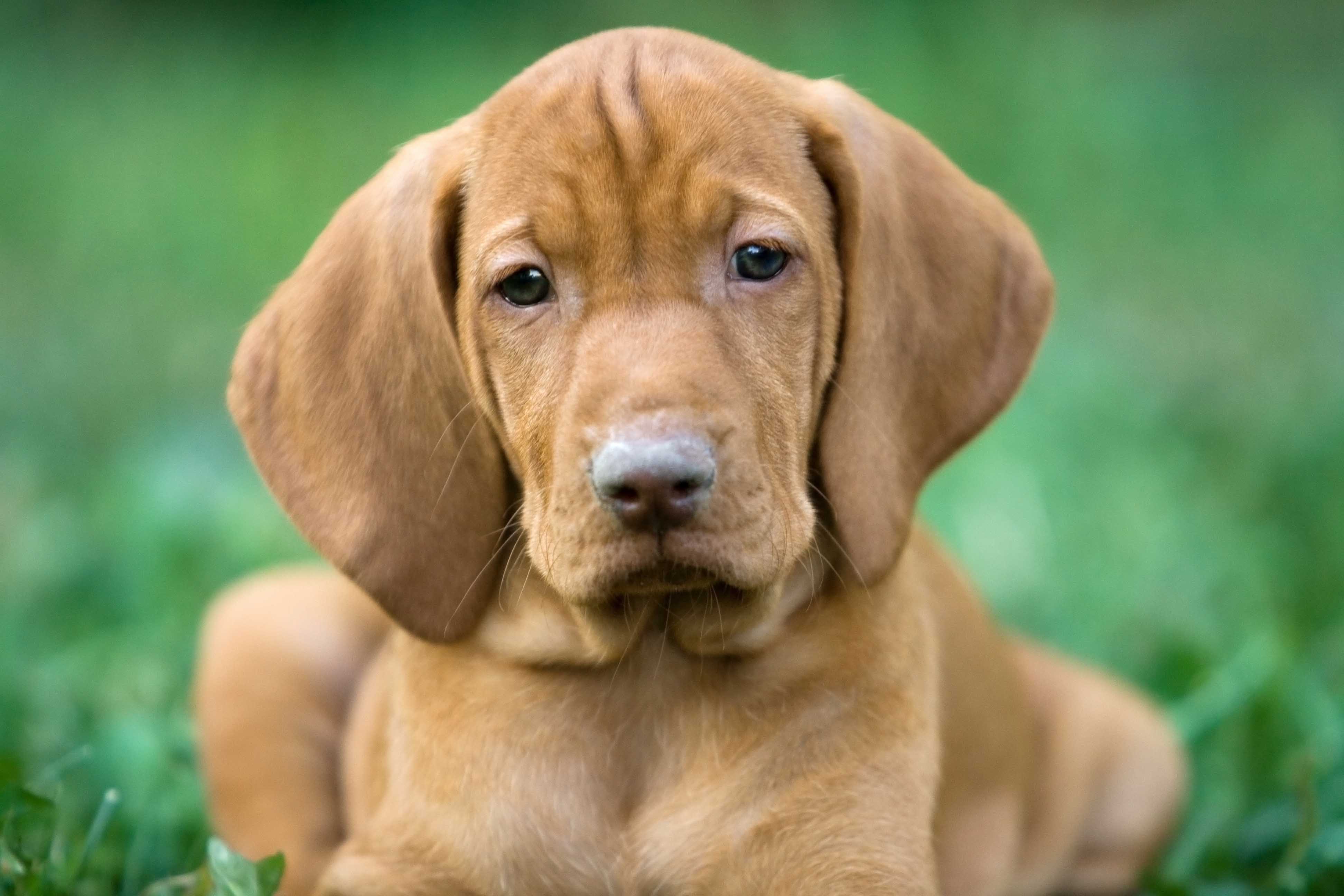 are vizslas good for allergy sufferers