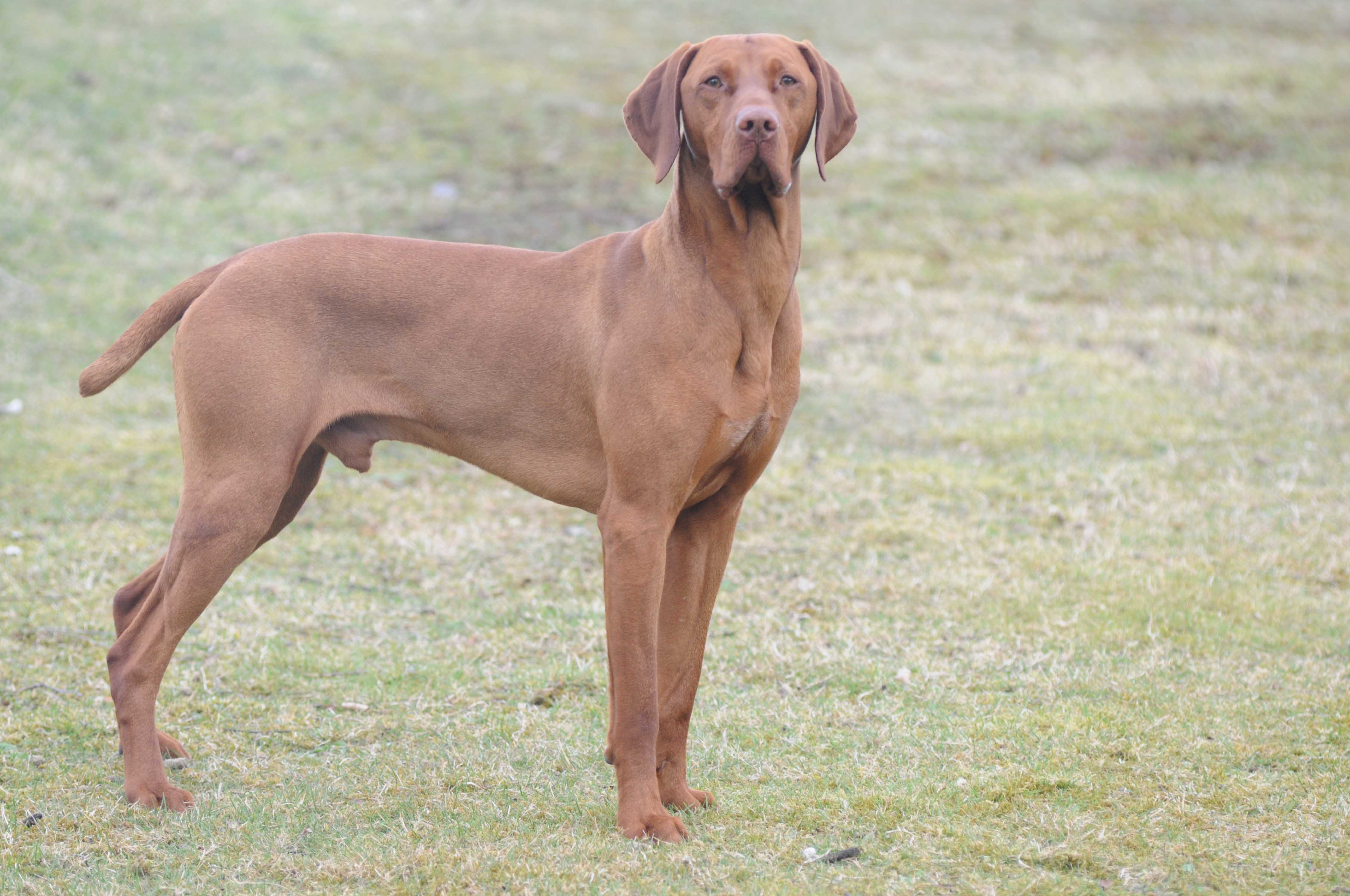 at what age is a vizsla fully grown