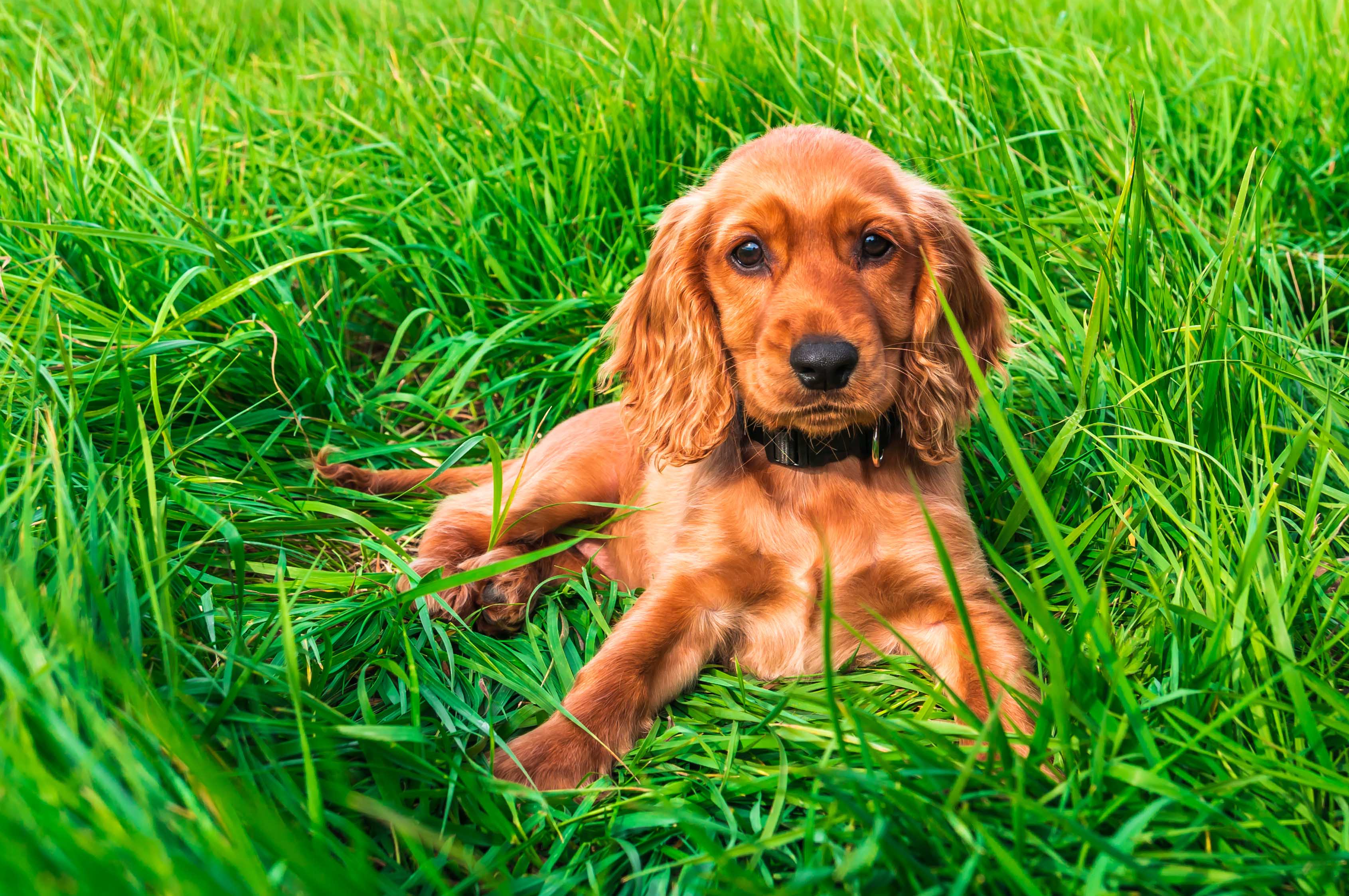 English Cocker Spaniel Breed