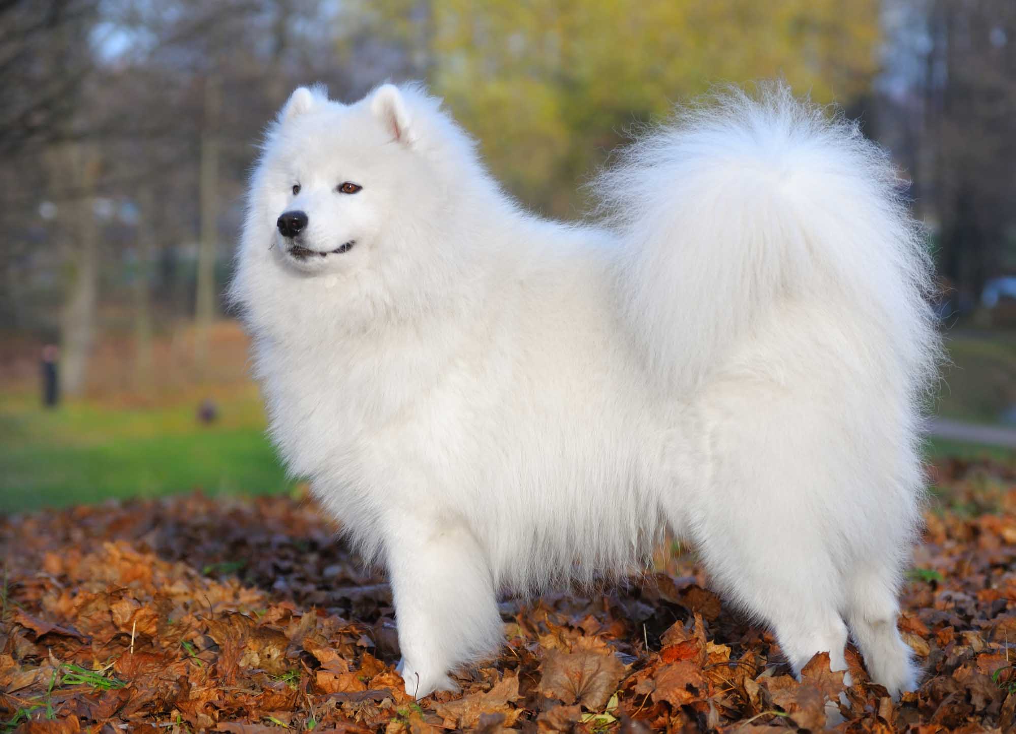 samoyed texas