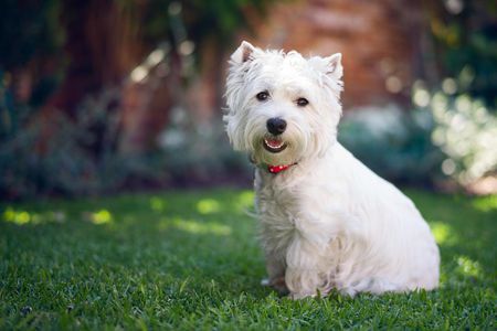 west highland terrier food