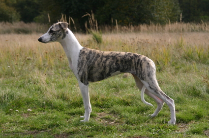 best dog food whippet