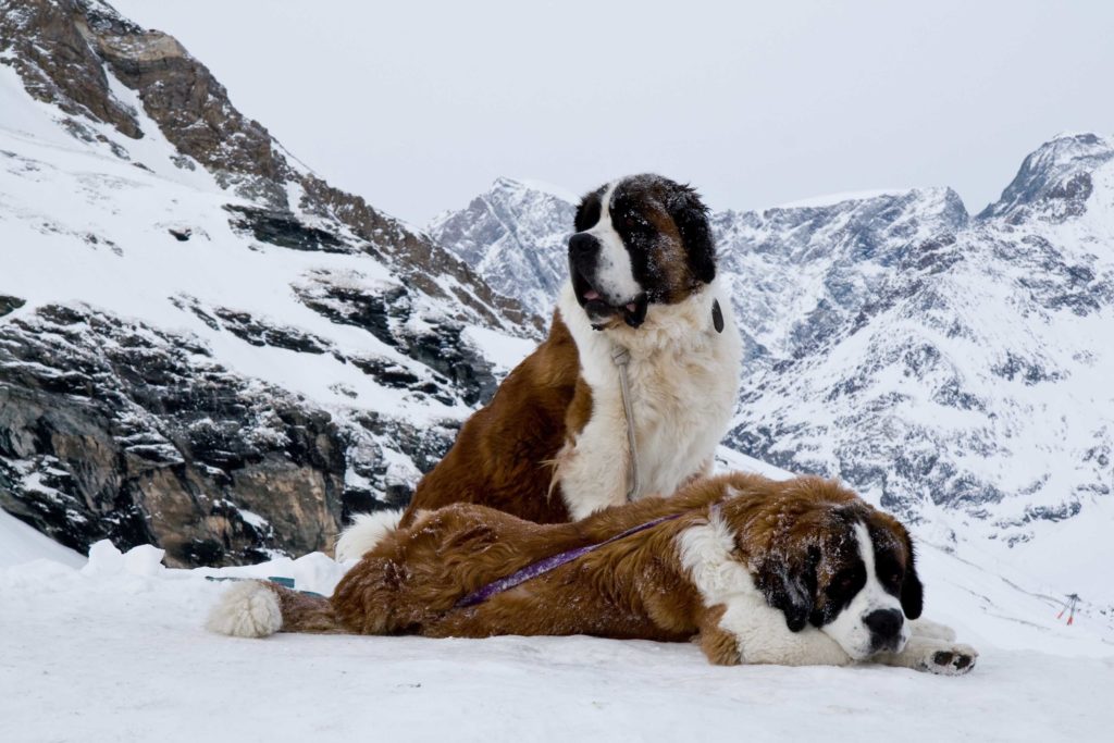 St. Bernardine Dogs, Swiss Alps | Dog Food Guru