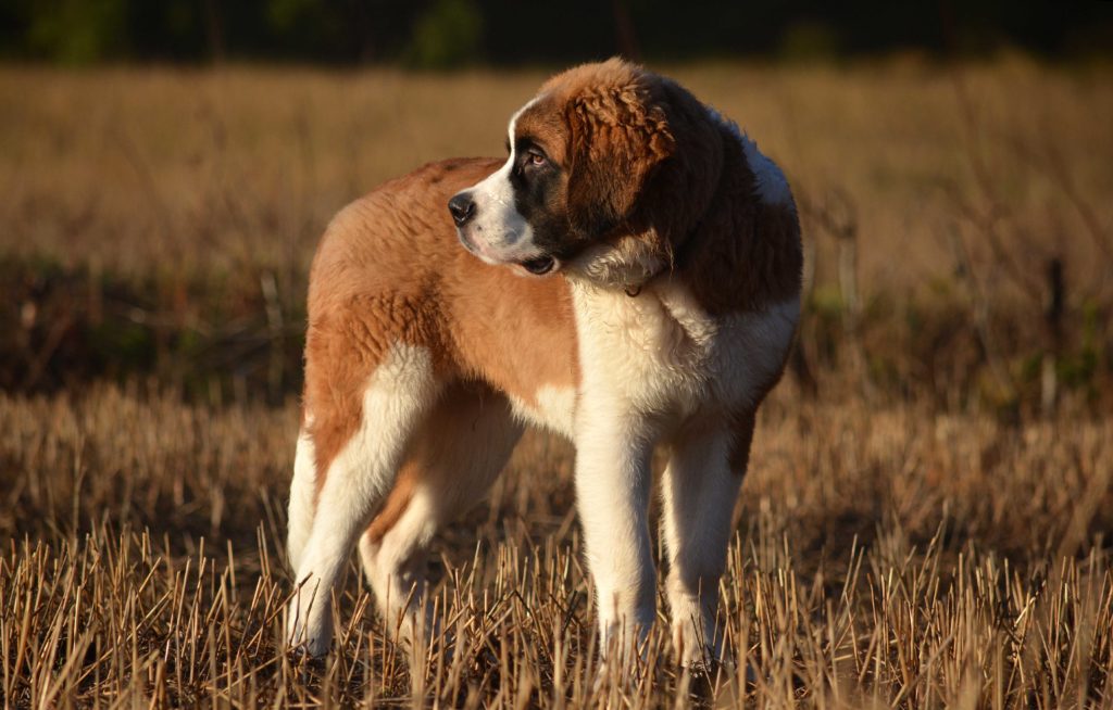 Best Dog Food for Saint Bernards - Puppies and Adult Saint Bernards