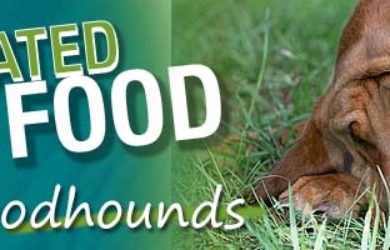 bloodhound