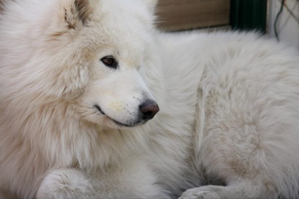 What Is The Best Dog Food for a Samoyed? | Dog Food Guru