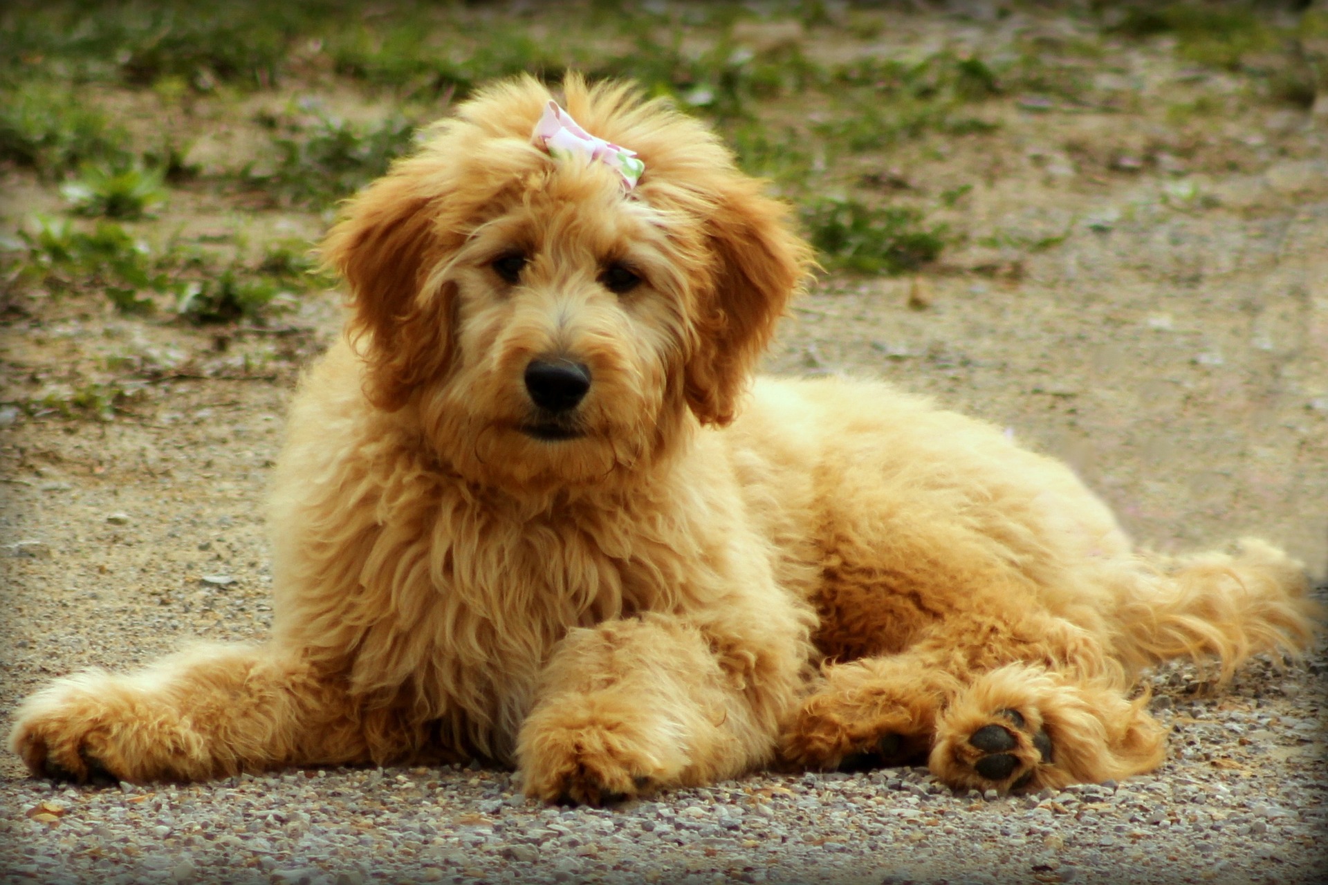 Best Dog Food For Goldendoodles Puppies Adults Seniors