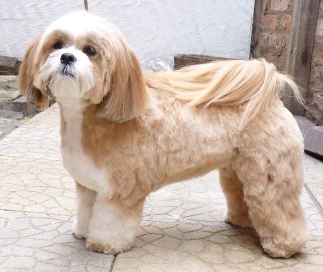 Lhasa Apso Weight Chart