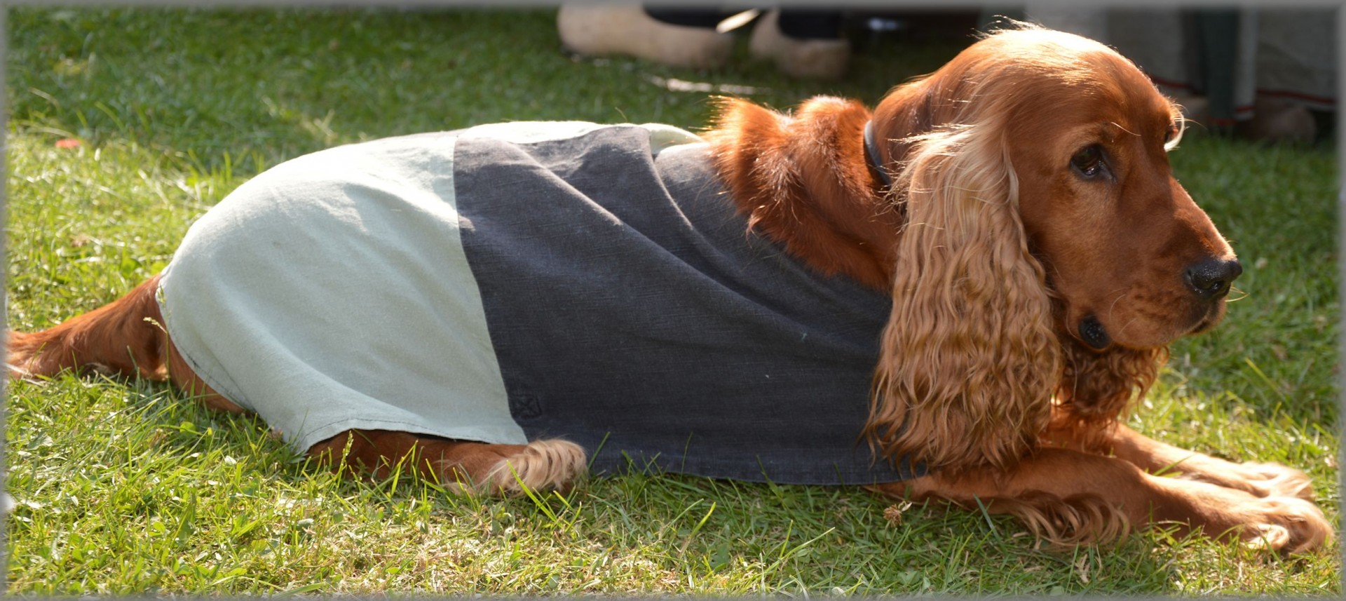 older cocker spaniel