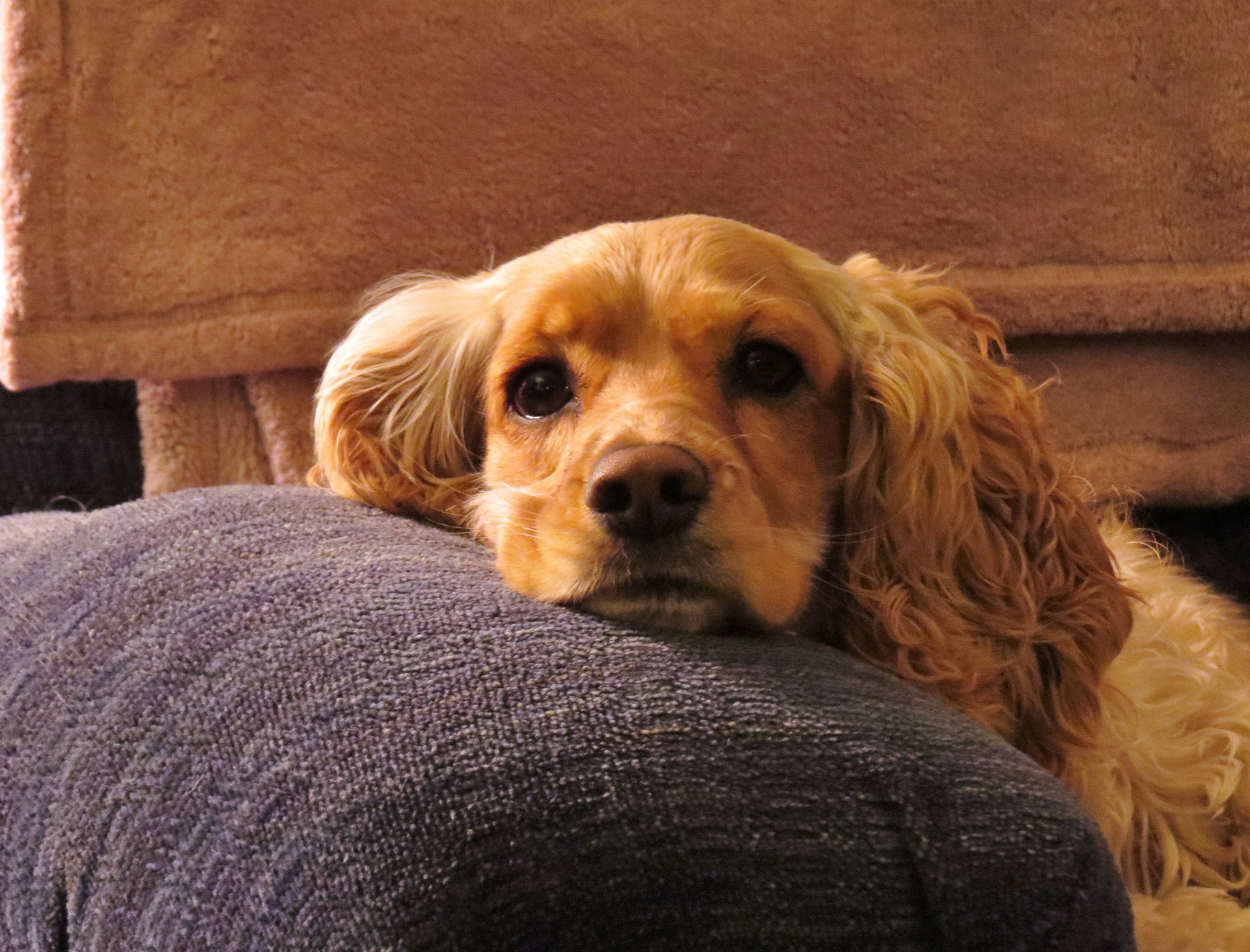 can a american cocker spaniel eat human cookies