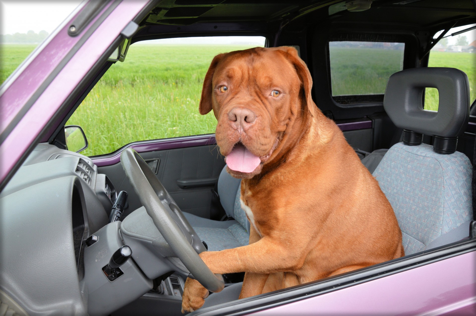 what to feed french mastiff puppy