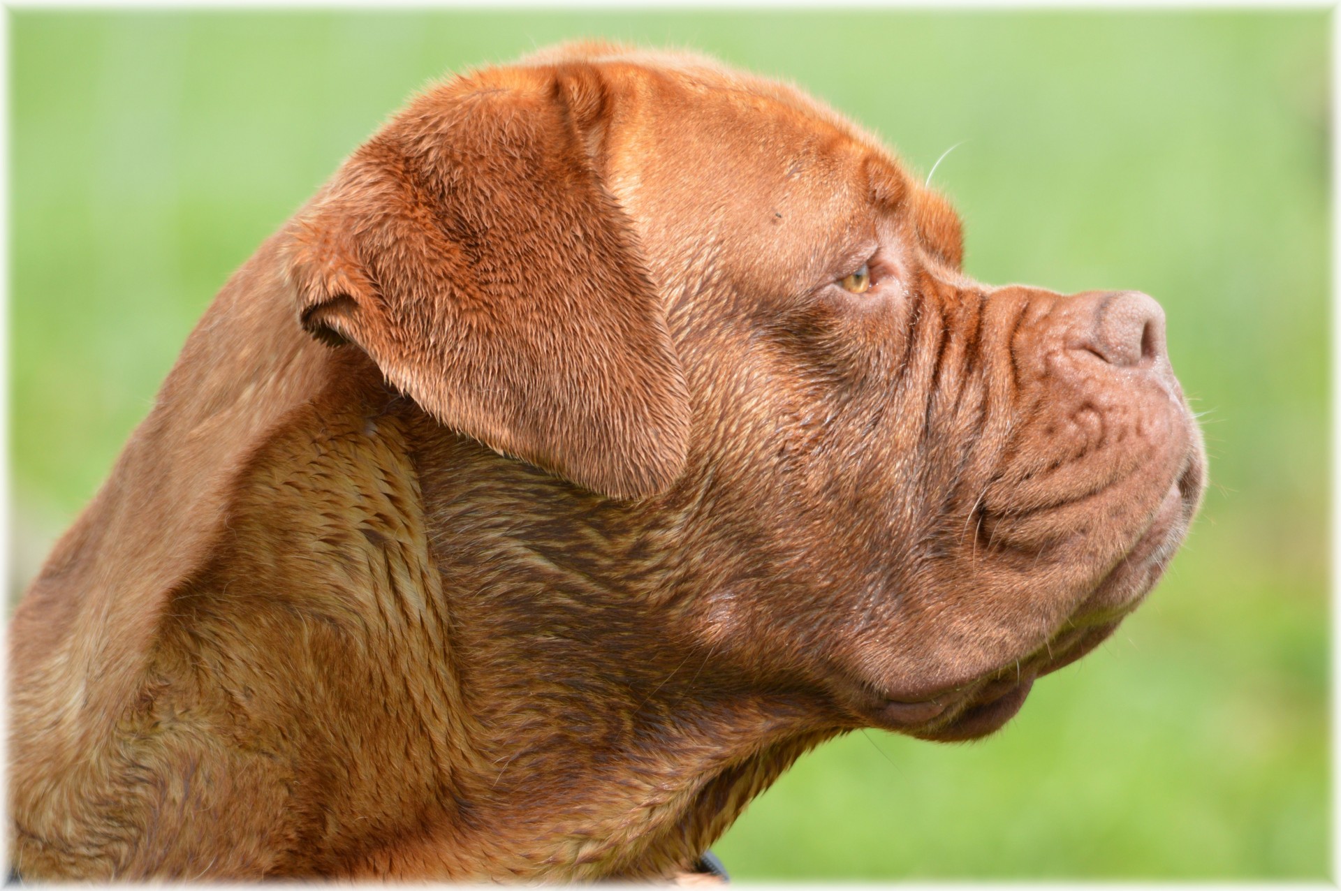 French Mastiff Diet Chart