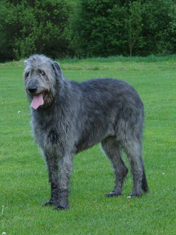 Best Dog Food for the Irish Wolfhound Dog Food Guru