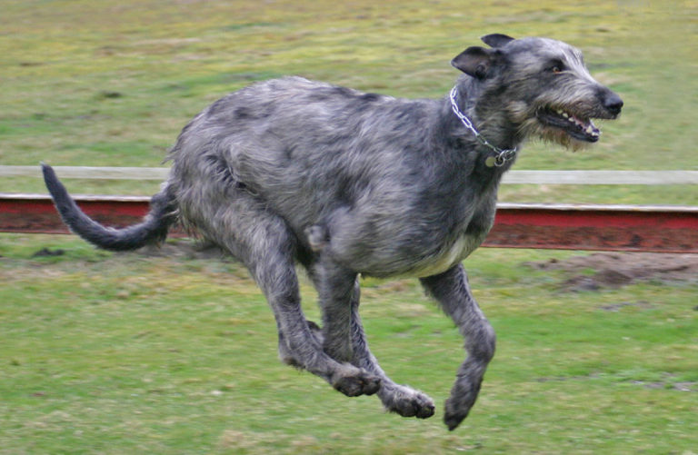 Best Dog Food for the Irish Wolfhound Dog Food Guru
