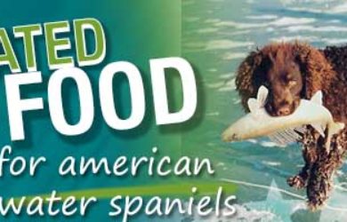 best dog food american water spaniel