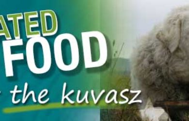 best dog food kuvasz