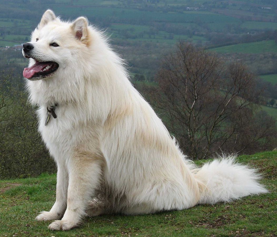 swedish lapphund breeders