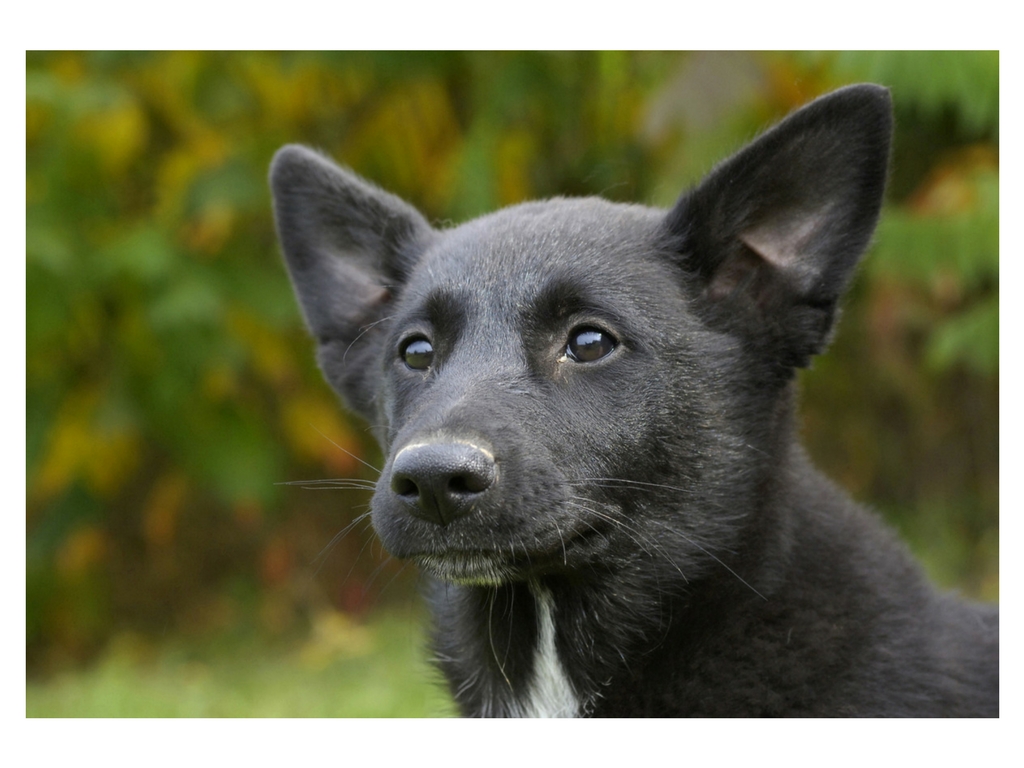 german shepherd canaan dog mix