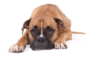 What are the Best Dog Foods for Boxers? | Boxer | Dogfood.guru