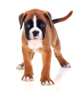 What are the Best Dog Foods for Boxers? | Boxer Puppy | Dogfood.guru