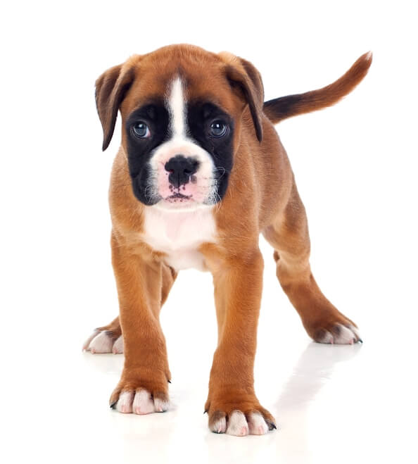 Boxer Puppy Food Chart