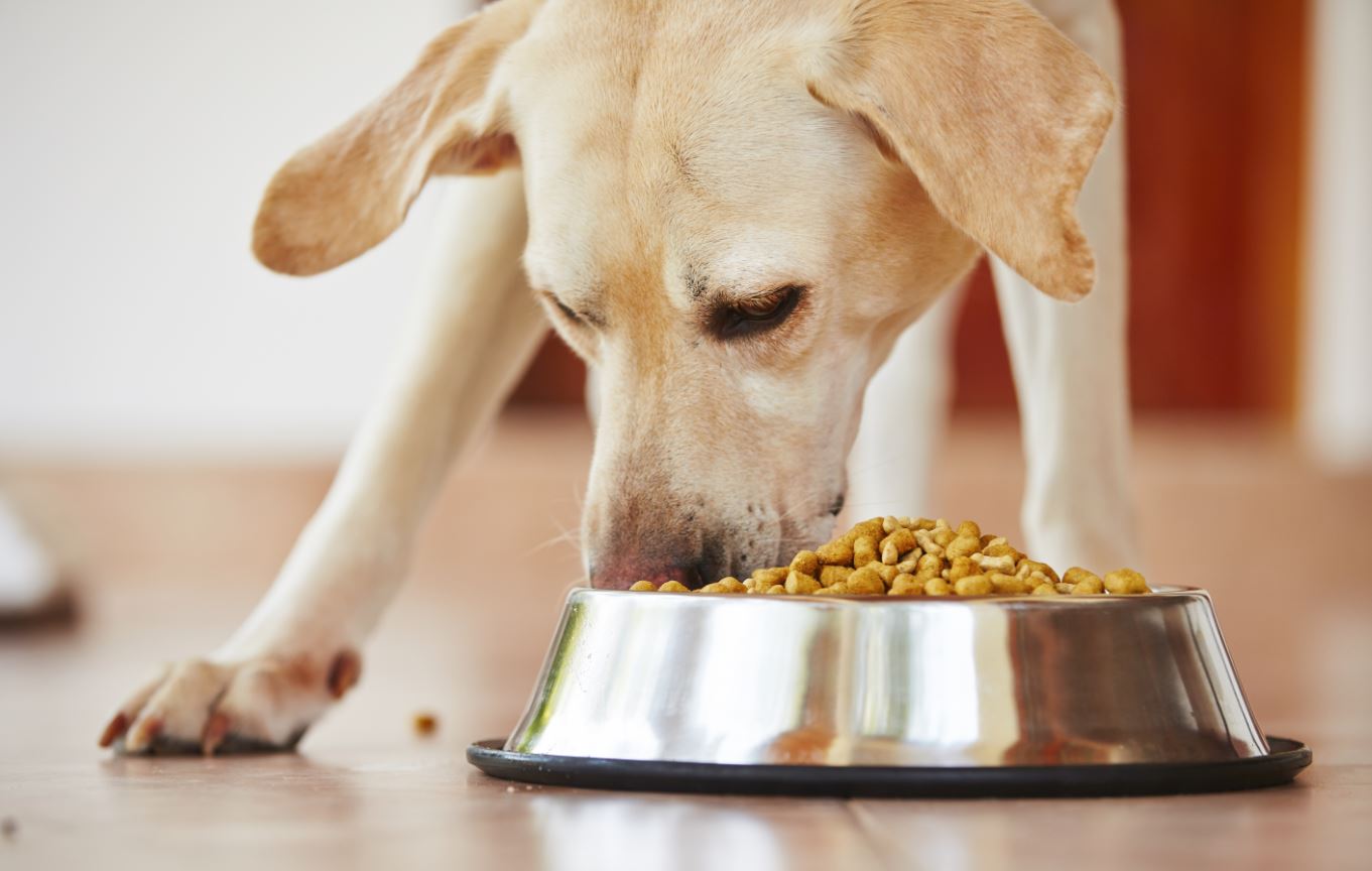 Wellness Dog Food Reviews, Coupons and Recalls 2016