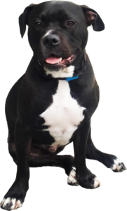 What Is The Best Dog Food for a Pitbull? | Pitbull | Dogfood.guru