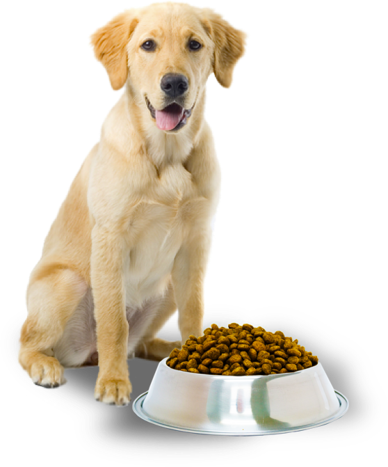 Best Dog Food for a Golden Retriever Puppies, Adults & Seniors