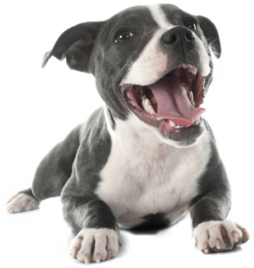 Homemade Calming Dog Treats | Pitbull | Dogfood.guru