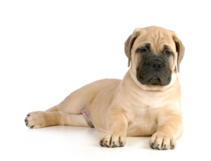 What Is The Best Dog Food for a Mastiff? | Mastiff Puppy | Dogfood.guru