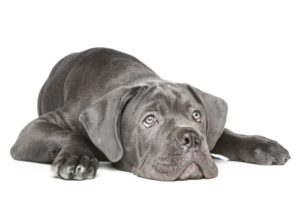Homemade Dog Treats for Skin Allergies | Cane Corso | Dogfood.guru
