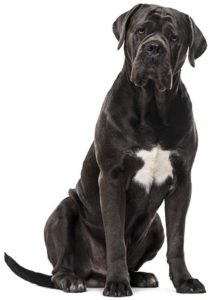 Best Dog Food For Cane Corso - Ultimate Buyer's Guide for 2019