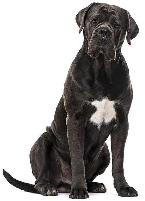 What Is The Best Dog Food For a Cane Corso? | Cane Corso | Dogfood.guru