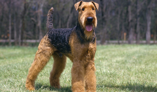 airedale hound