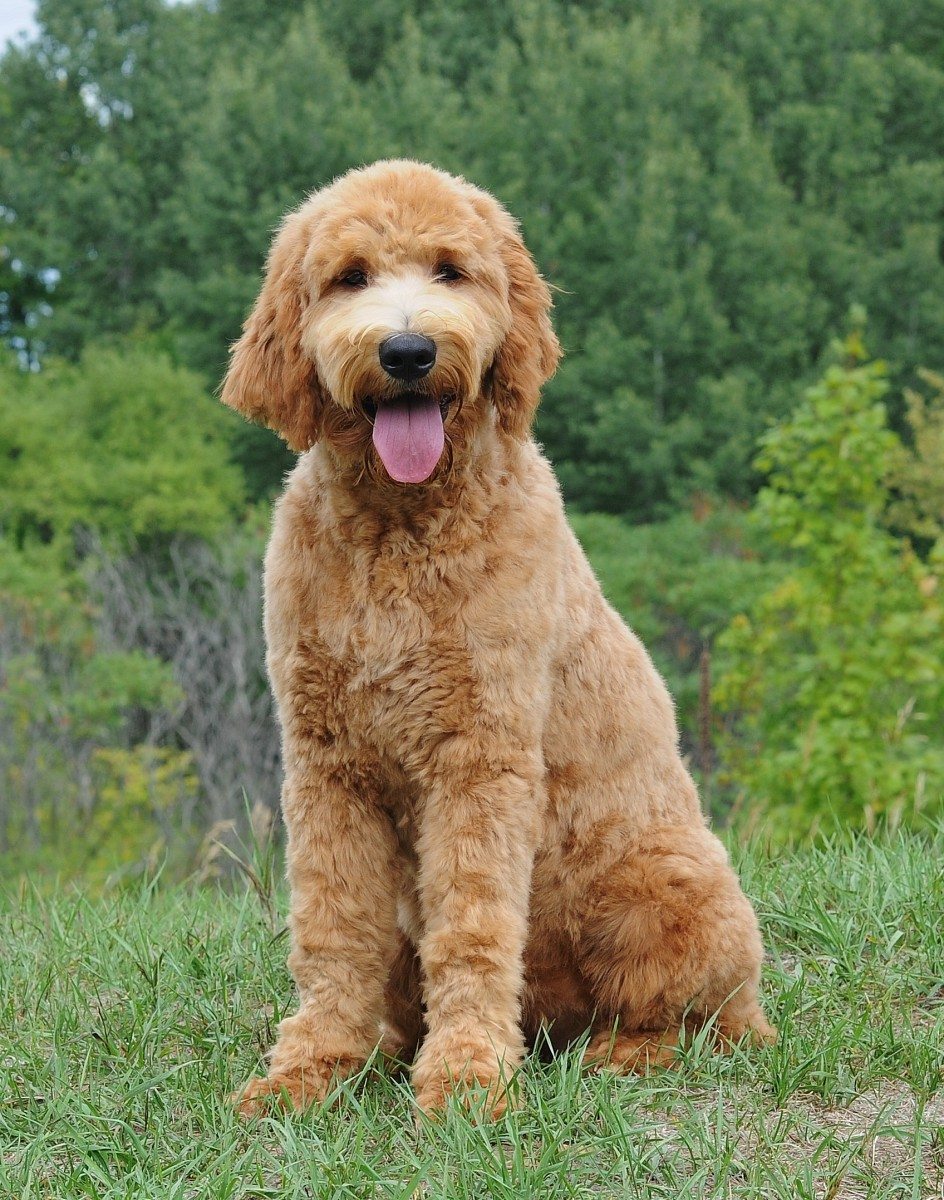 Goldendoodle Food Chart