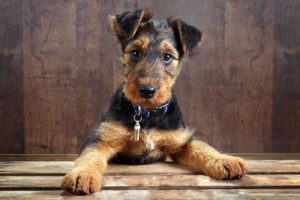 The Ultimate Airedale Food Buyer’s Guide | Airdale Puppy | Dogfood.guru