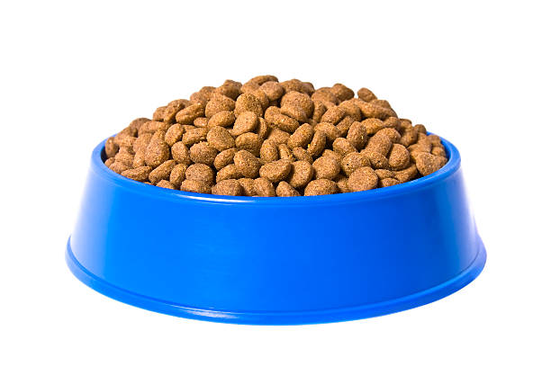 covered pet food bowl