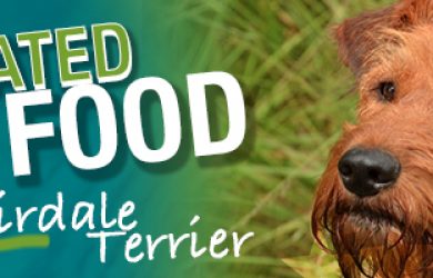 The Ultimate Airdale Terrier Buyer's Guide | Airdale Terrier | Dogfood.guru