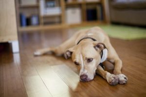 Do Dogs Get Depression? | The Spruce Pets | DogFood.Guru