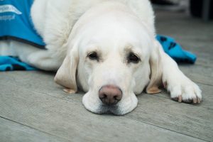 Dog laying down